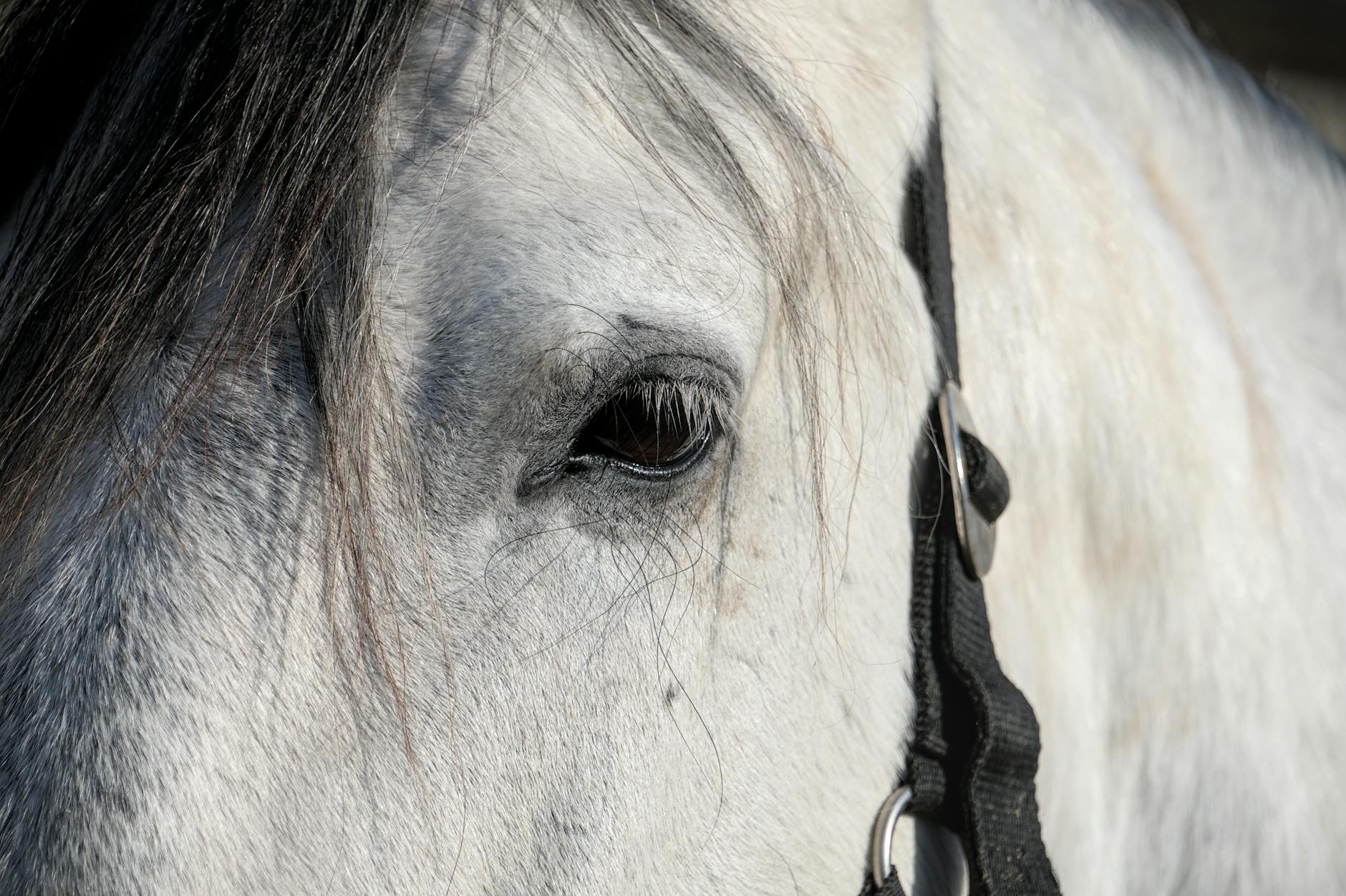 Portrait of a horse at a veterinary clinic