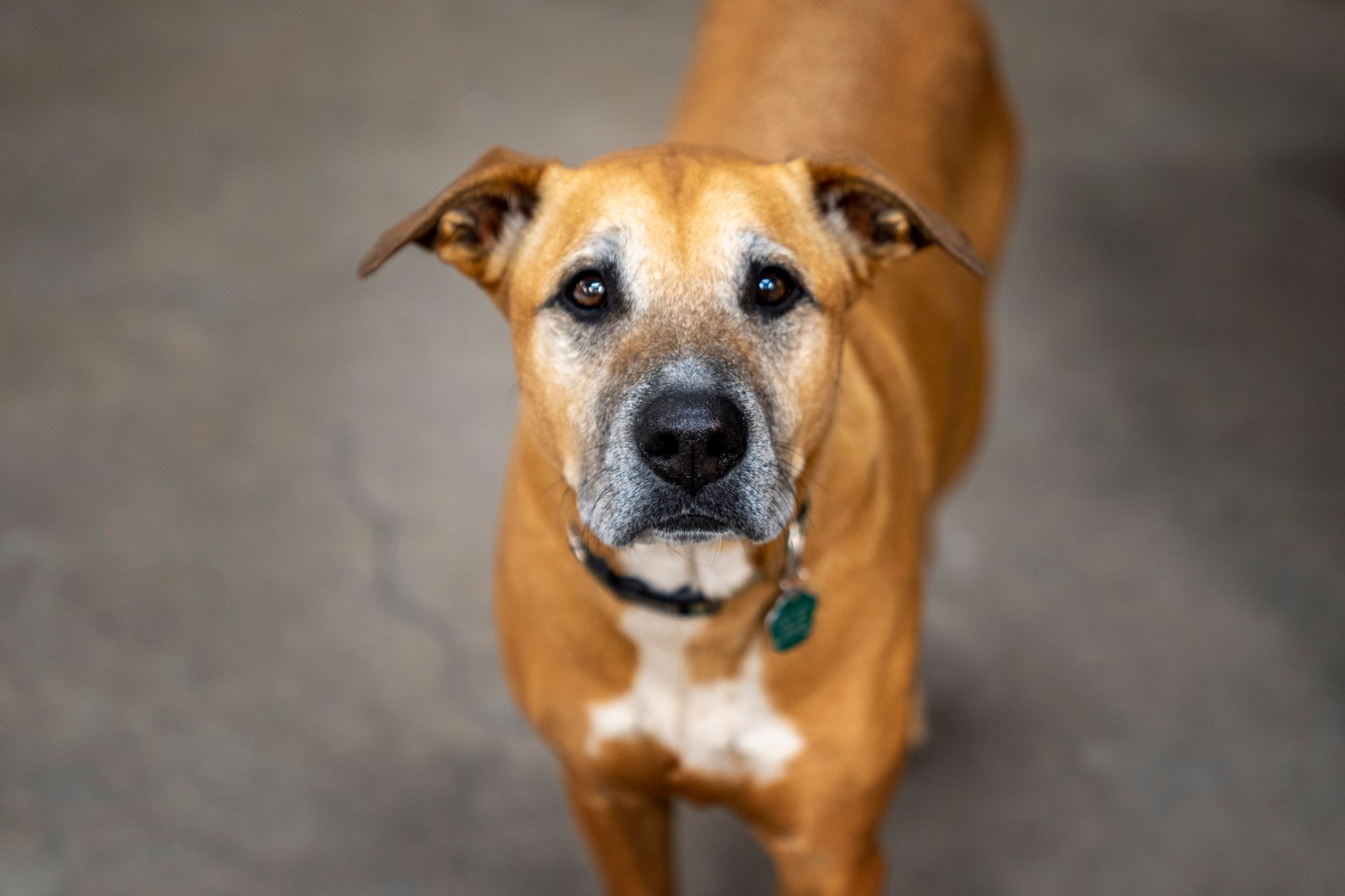 Veterinary care for a dog