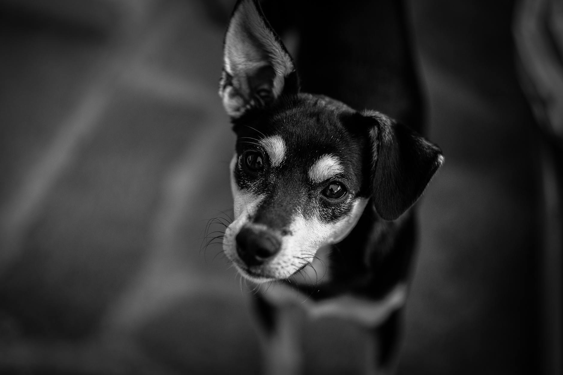 Healthcare and wellness consultation for a dog