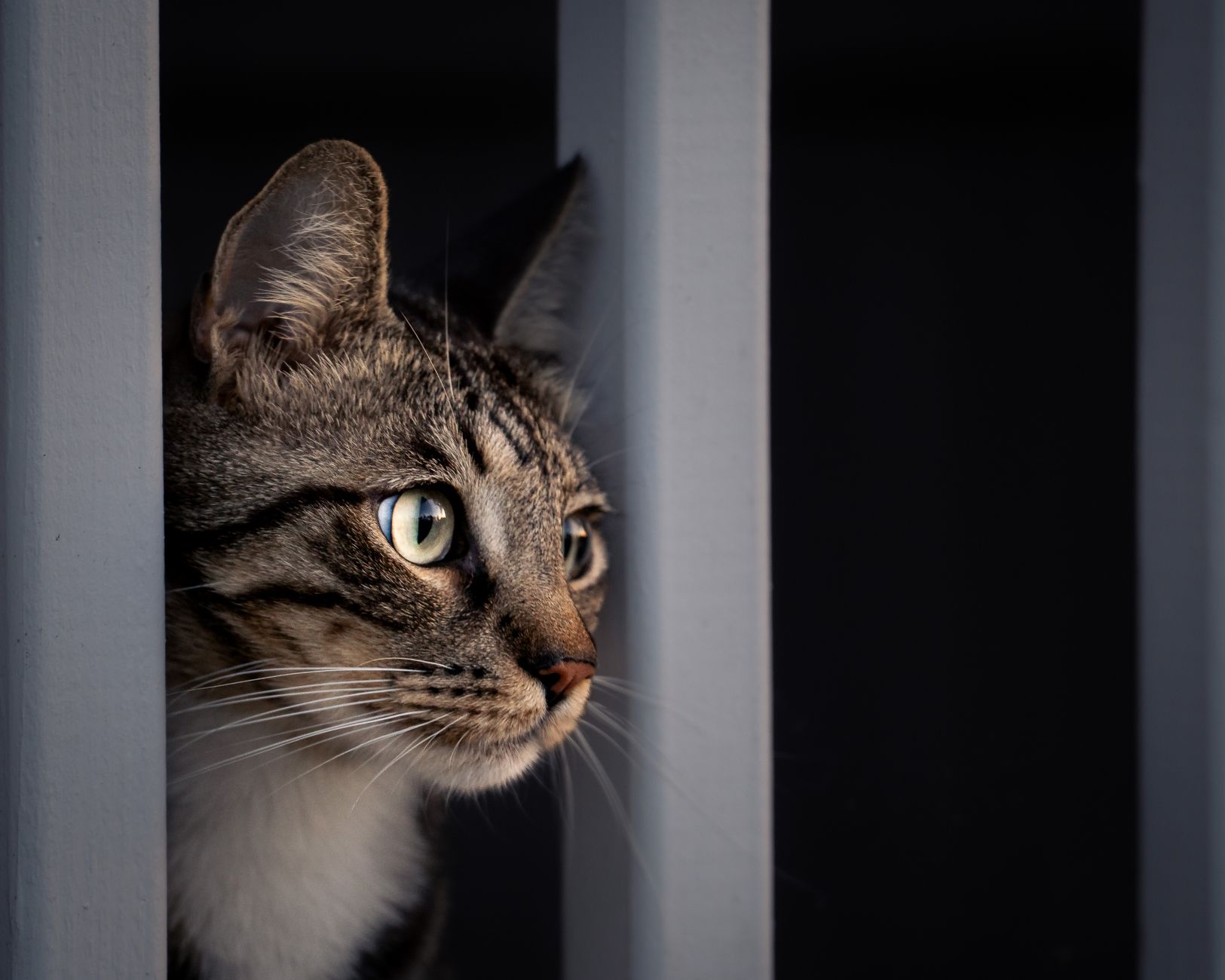 Veterinary care for a cat