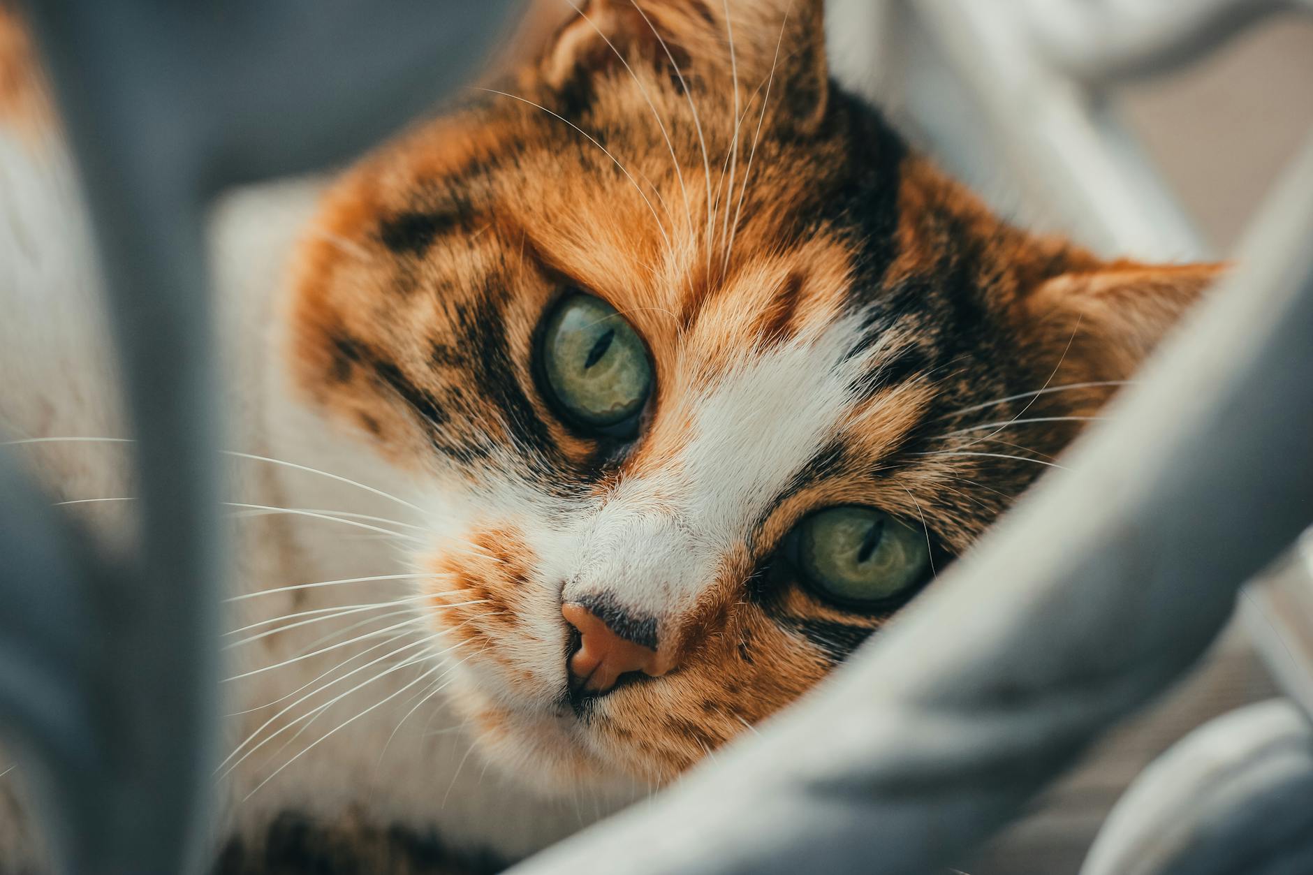 Portrait of a cat at a veterinary clinic
