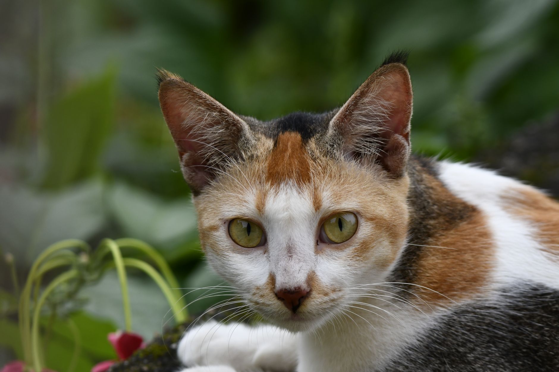 A cat undergoing diagnostic blood testing at a veterinary clinic