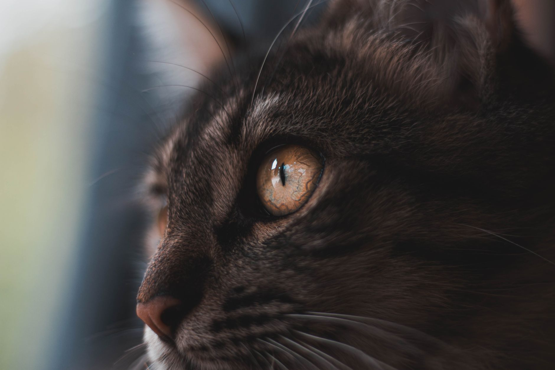 Healthcare and wellness consultation for a cat