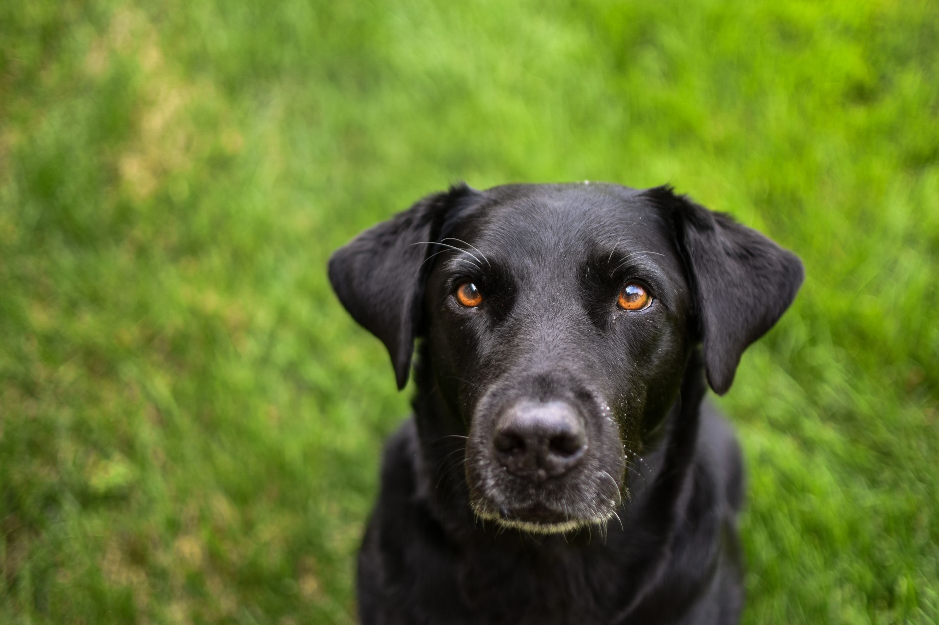 Veterinary care for a dog