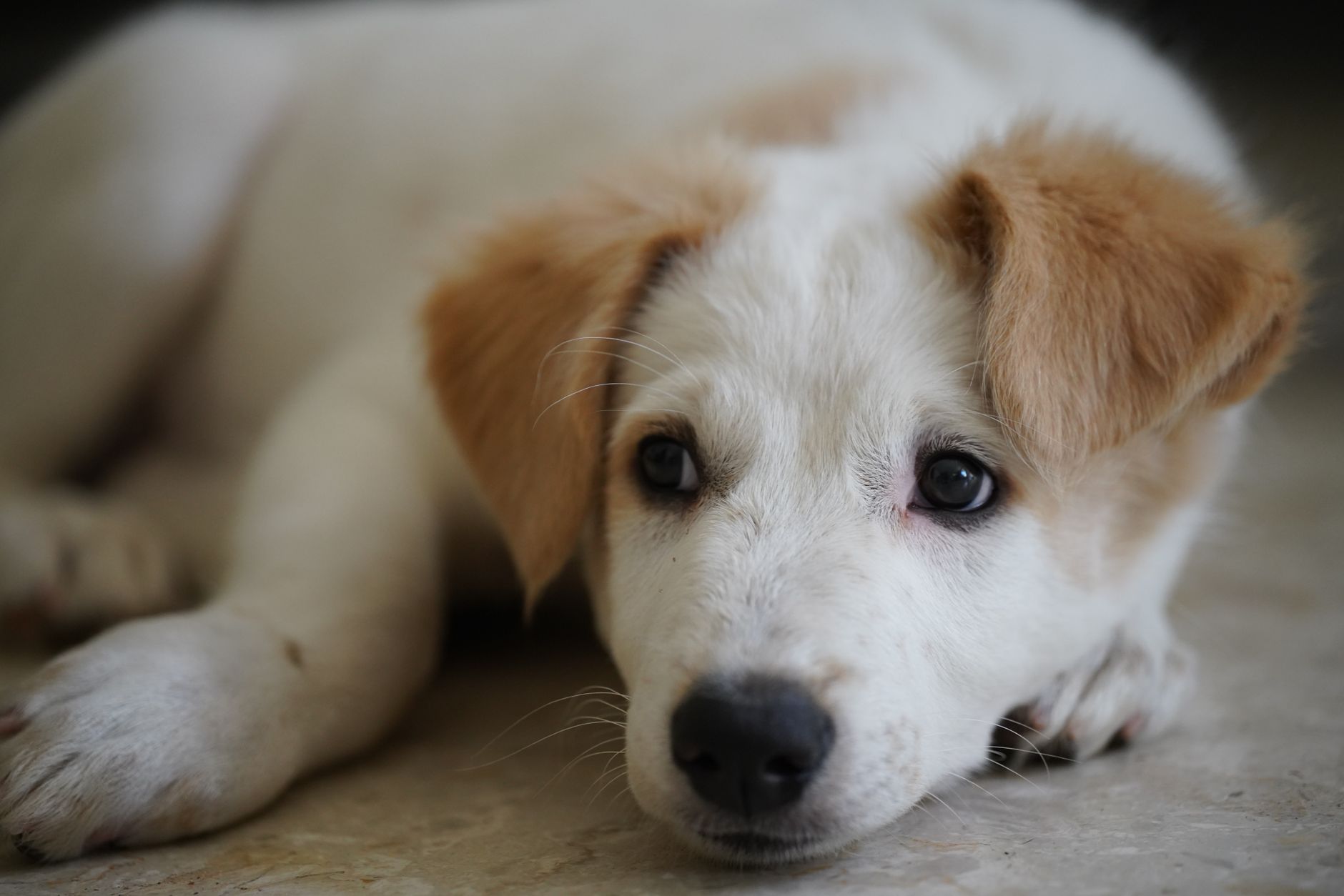 Portrait of a dog at a veterinary clinic