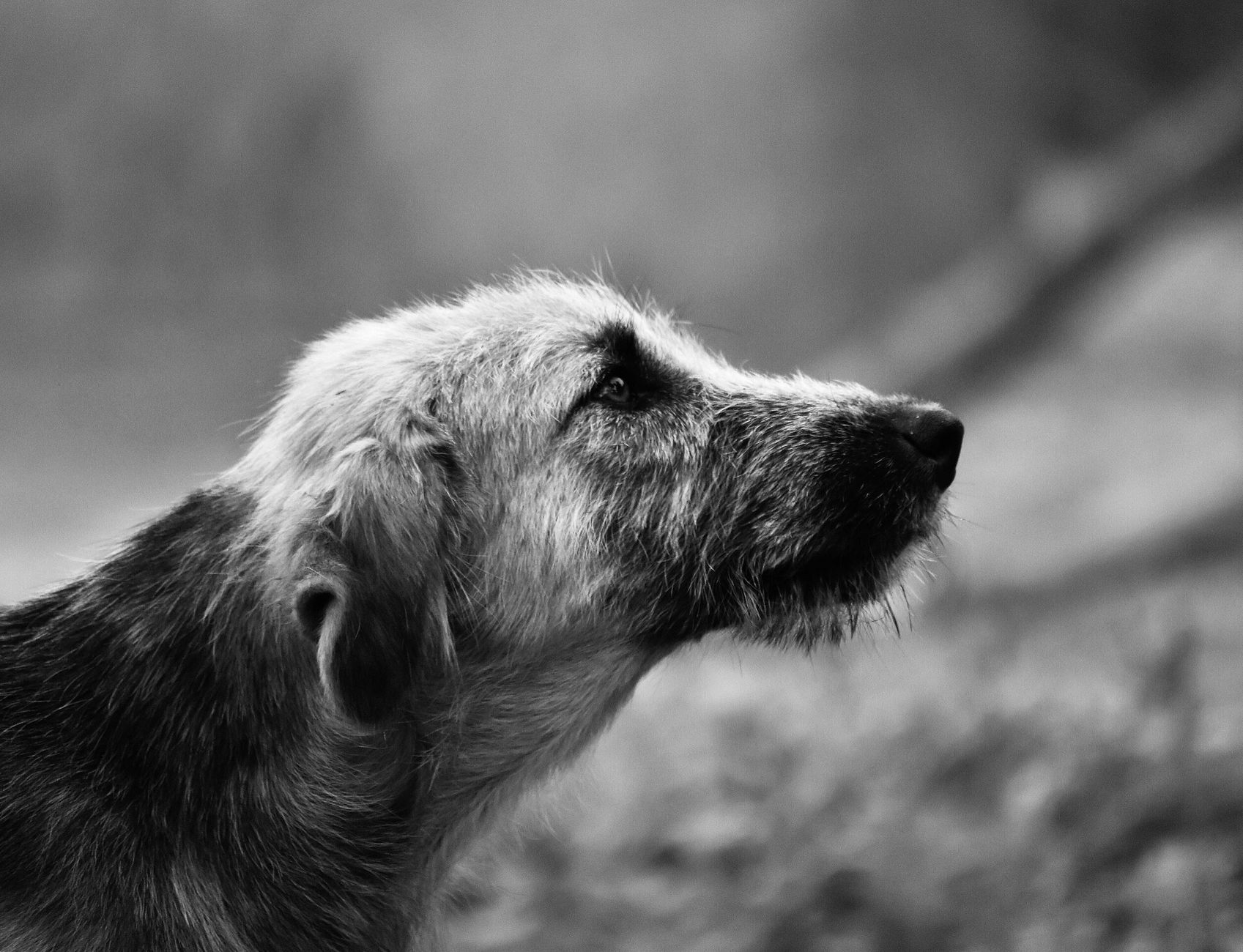 Healthcare and wellness consultation for a dog