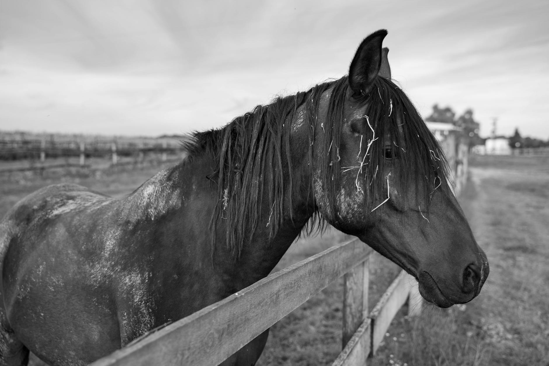 Veterinary care for a horse