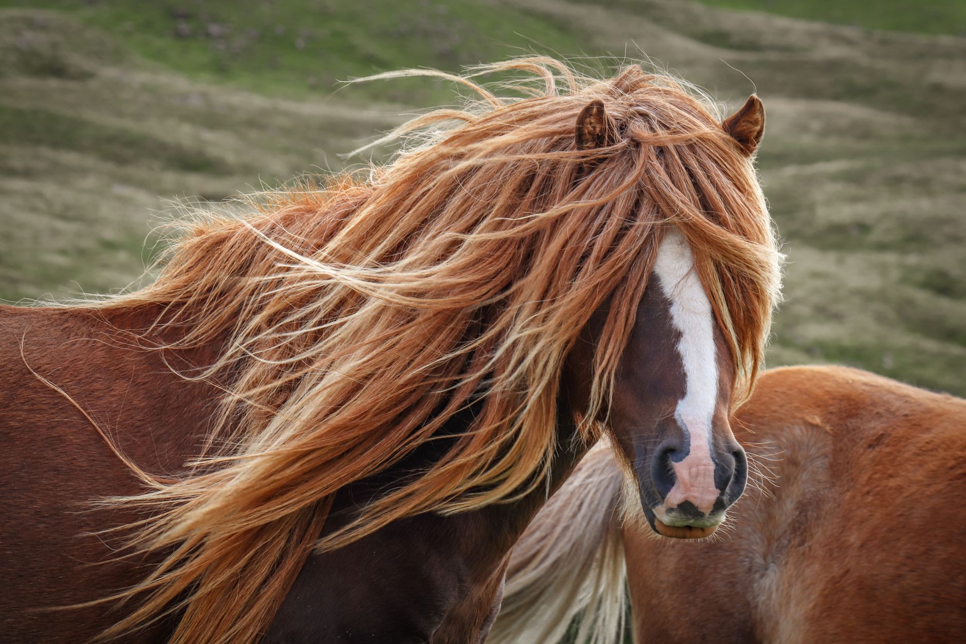 Veterinarian examining a horse during a checkup
