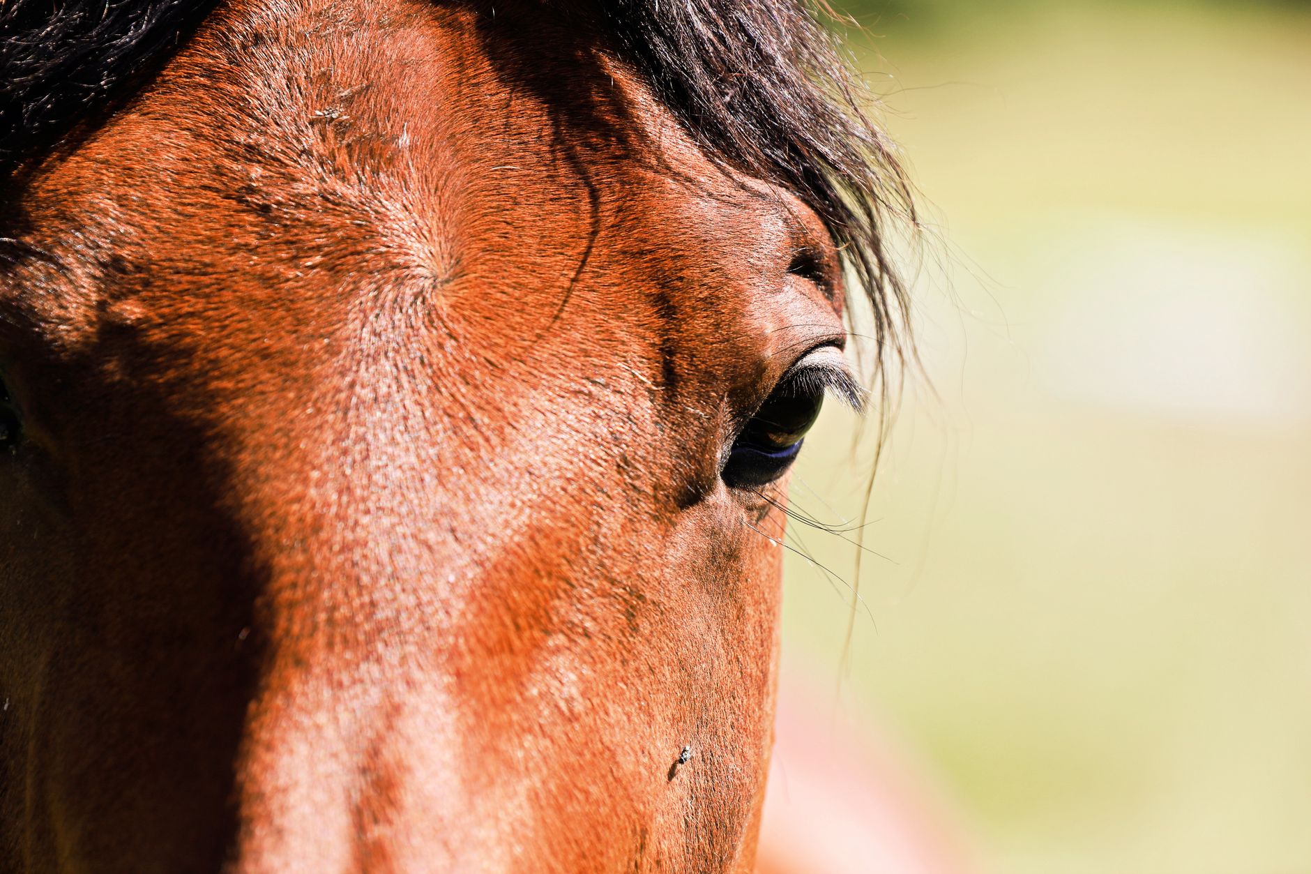 Portrait of a horse at a veterinary clinic