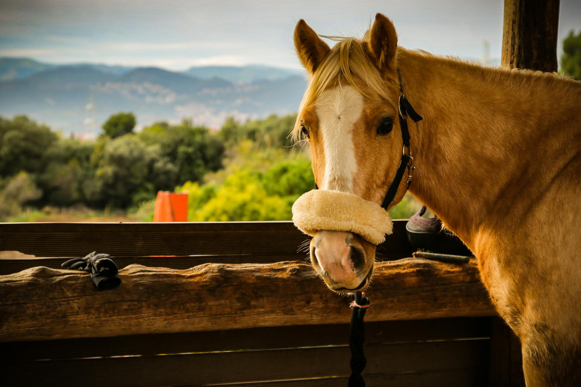 A horse undergoing diagnostic blood testing at a veterinary clinic