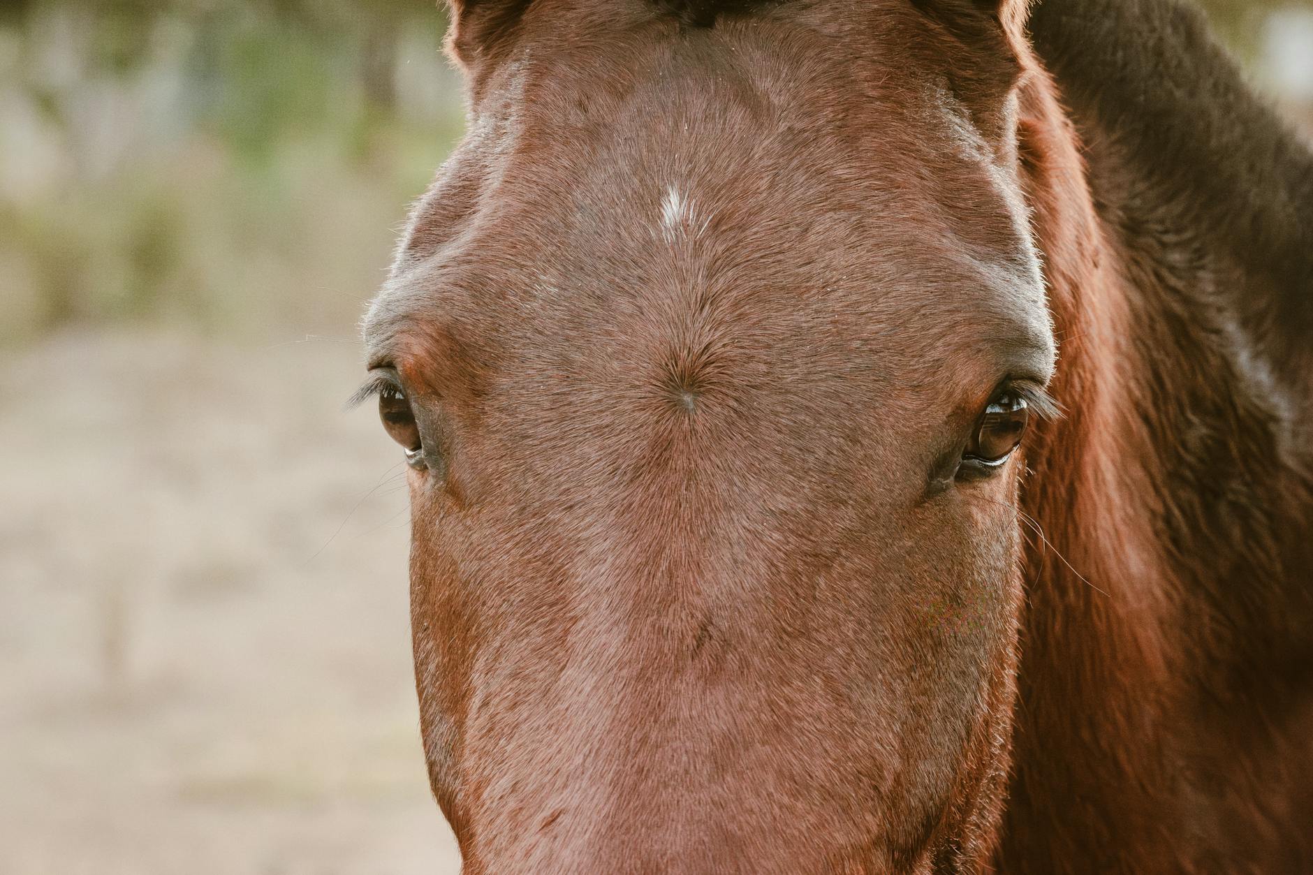 Healthcare and wellness consultation for a horse