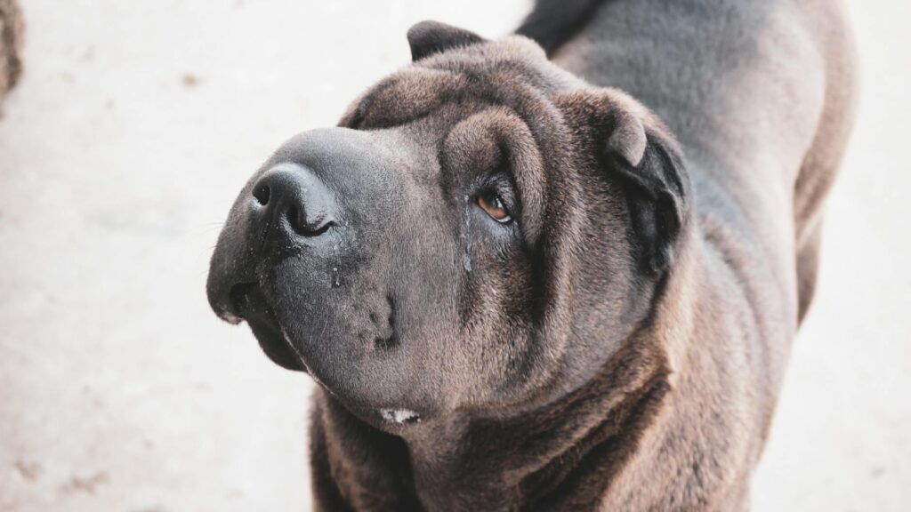 dog veterinary