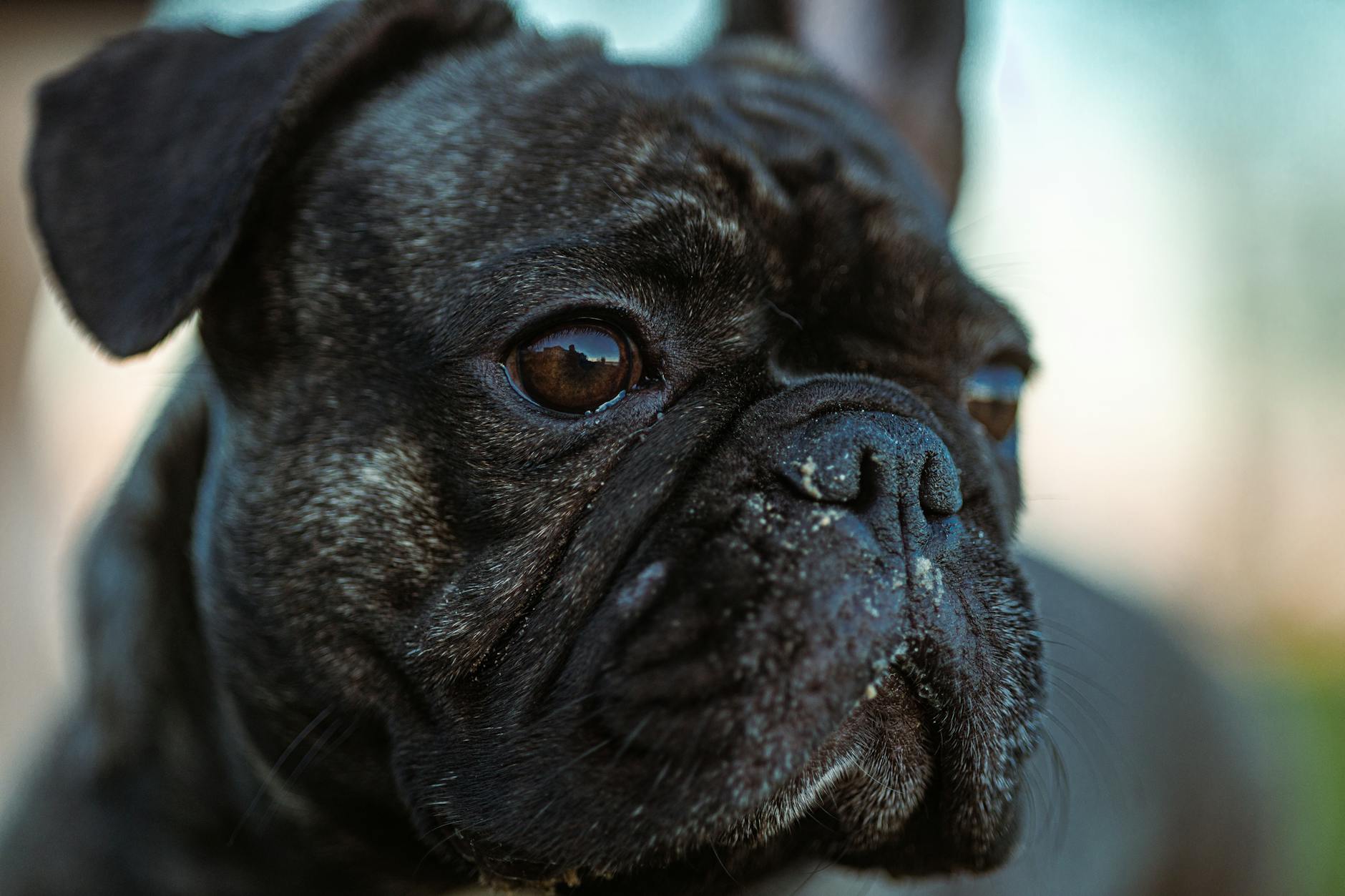 Portrait of a horse at a veterinary clinic