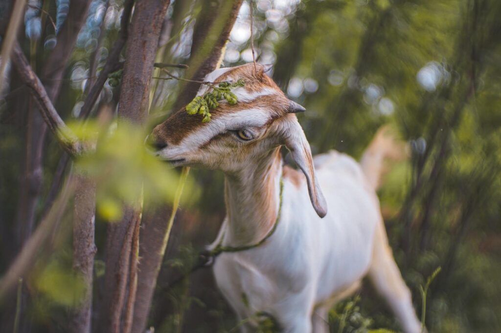 goat veterinary