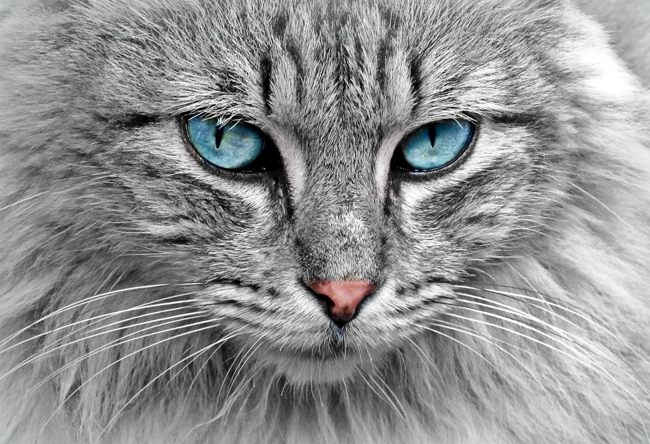Veterinary care for a cat