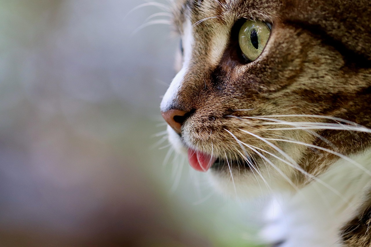 Healthcare and wellness consultation for a cat
