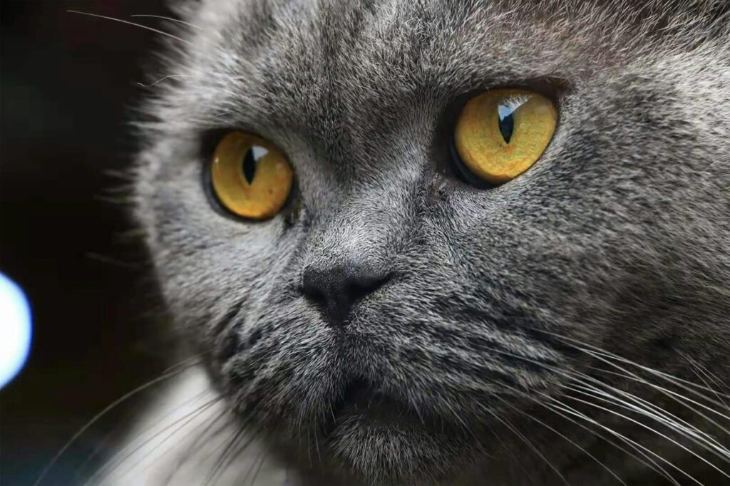 cat veterinary