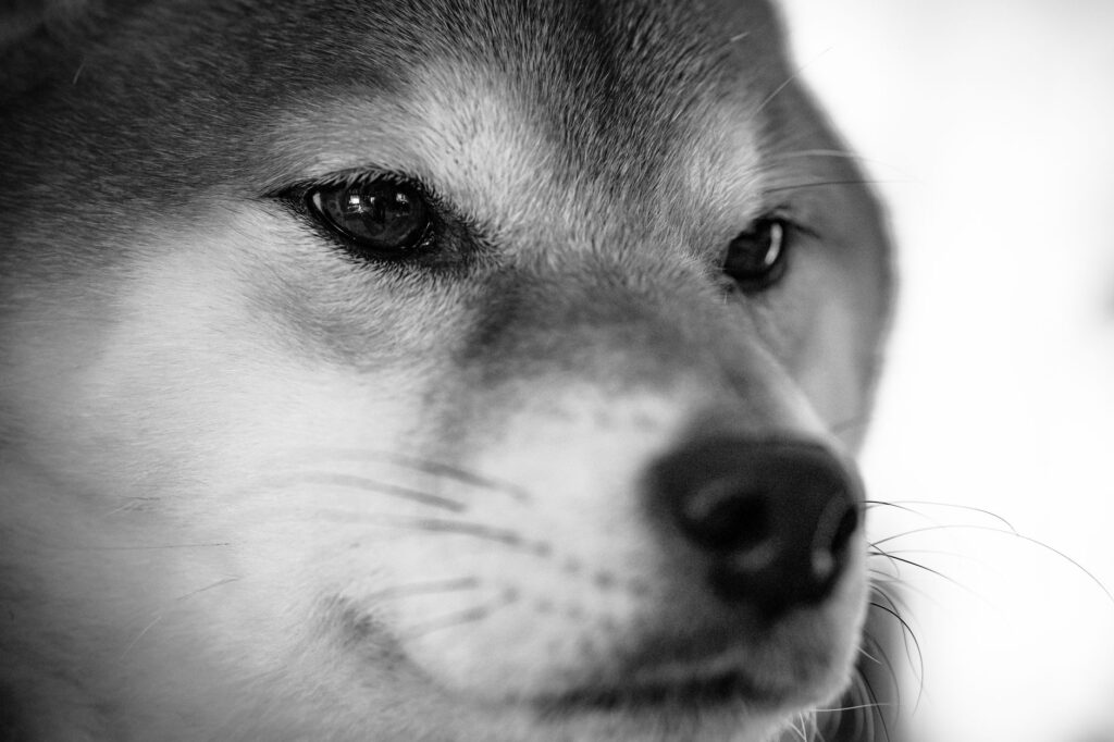 dog veterinary