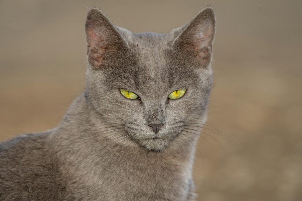 cat veterinary
