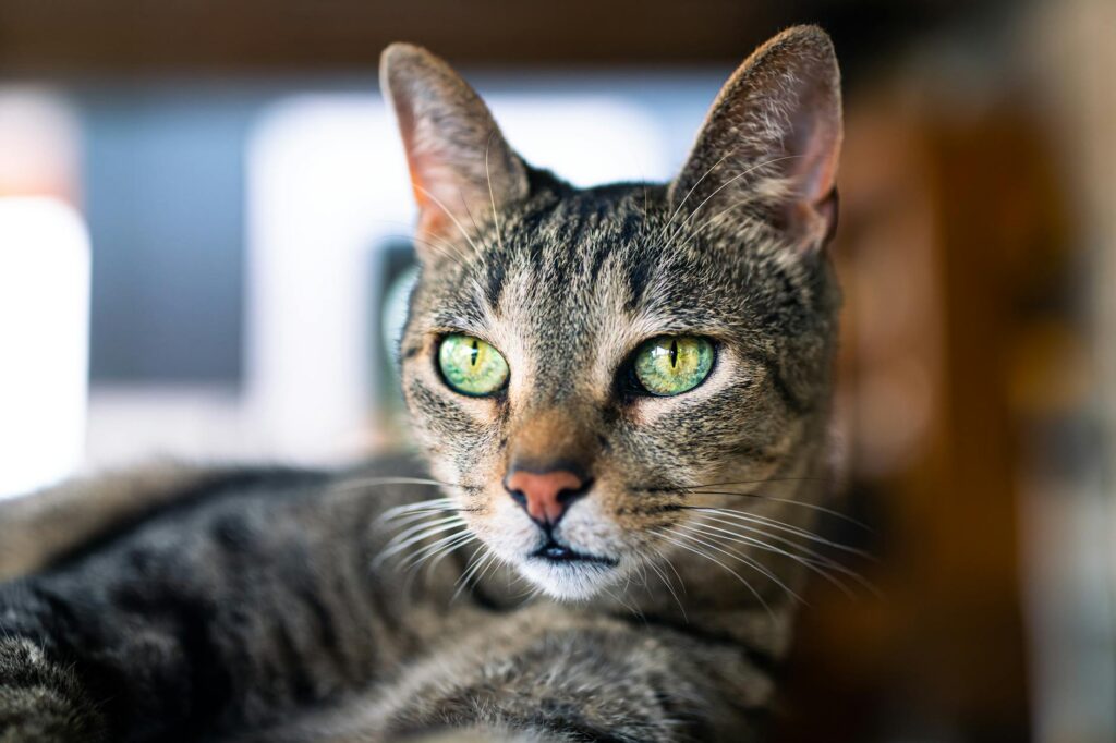 cat veterinary