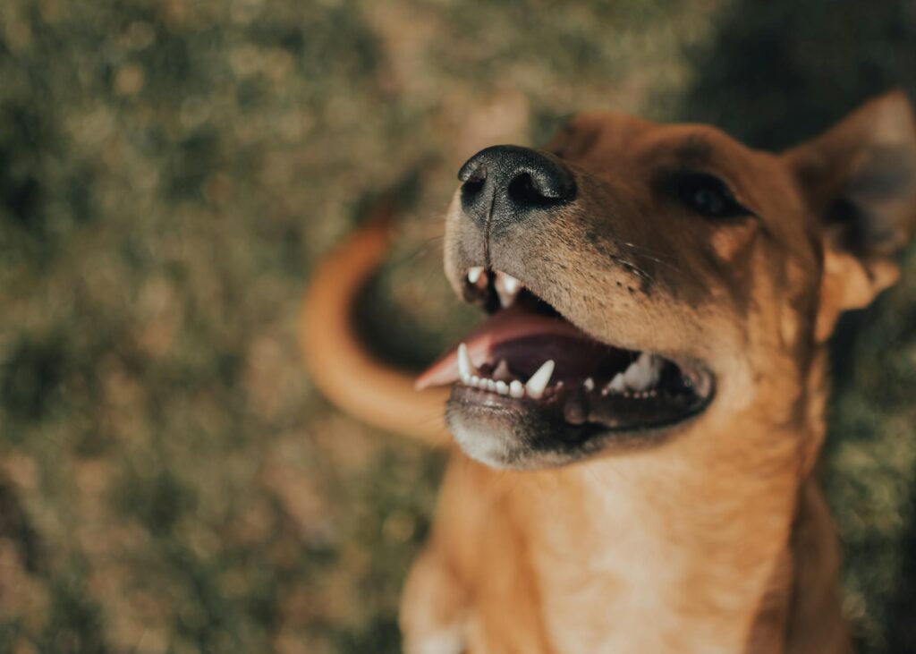dog veterinary