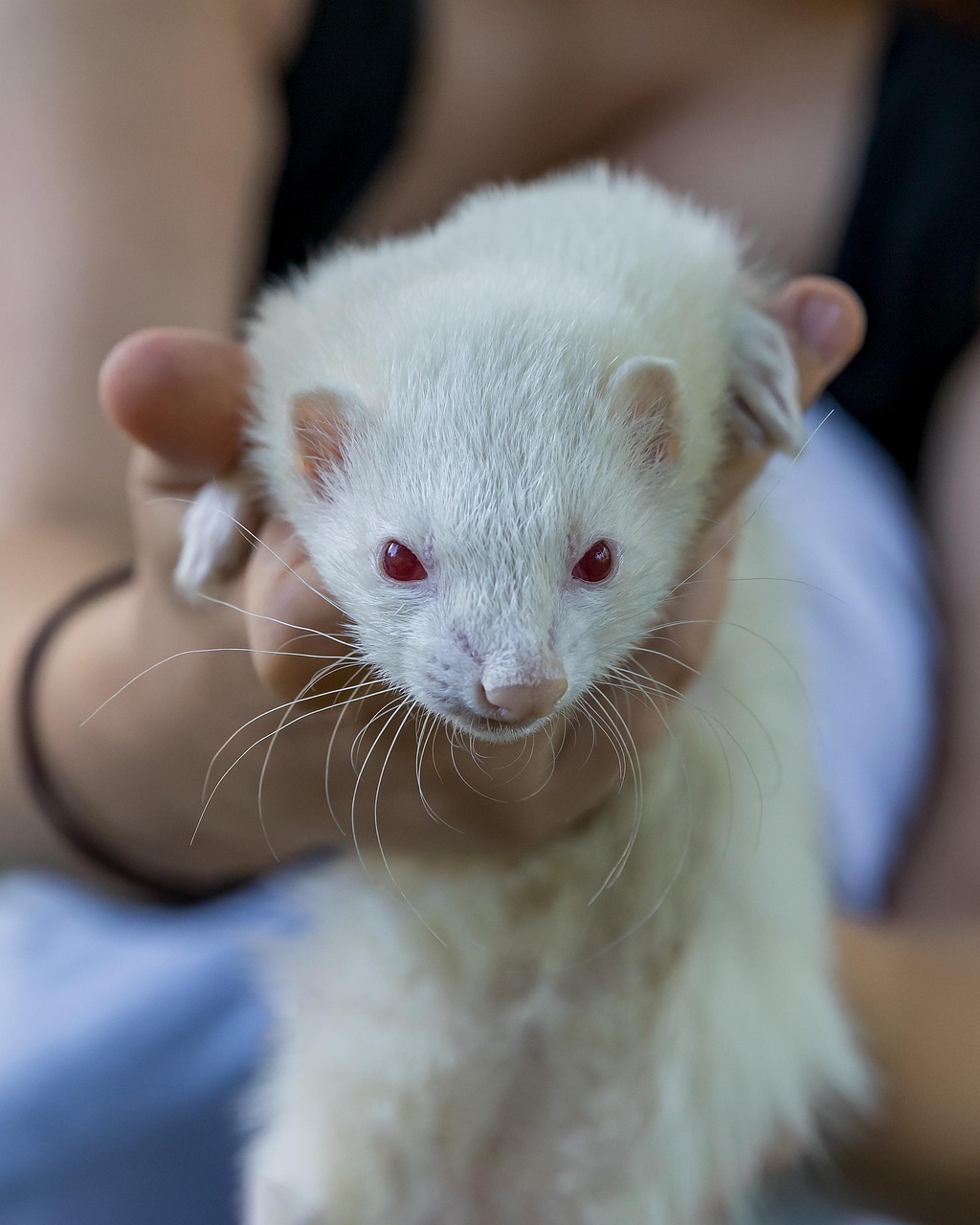 Portrait of a ferret at a veterinary clinic