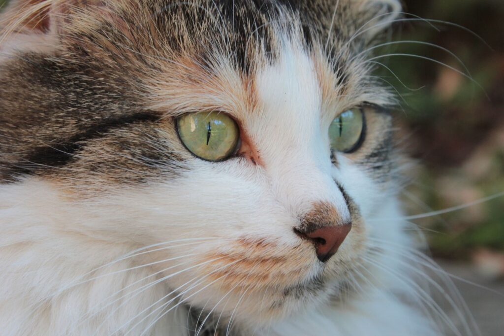 cat veterinary