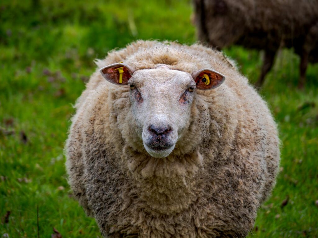 sheep veterinary