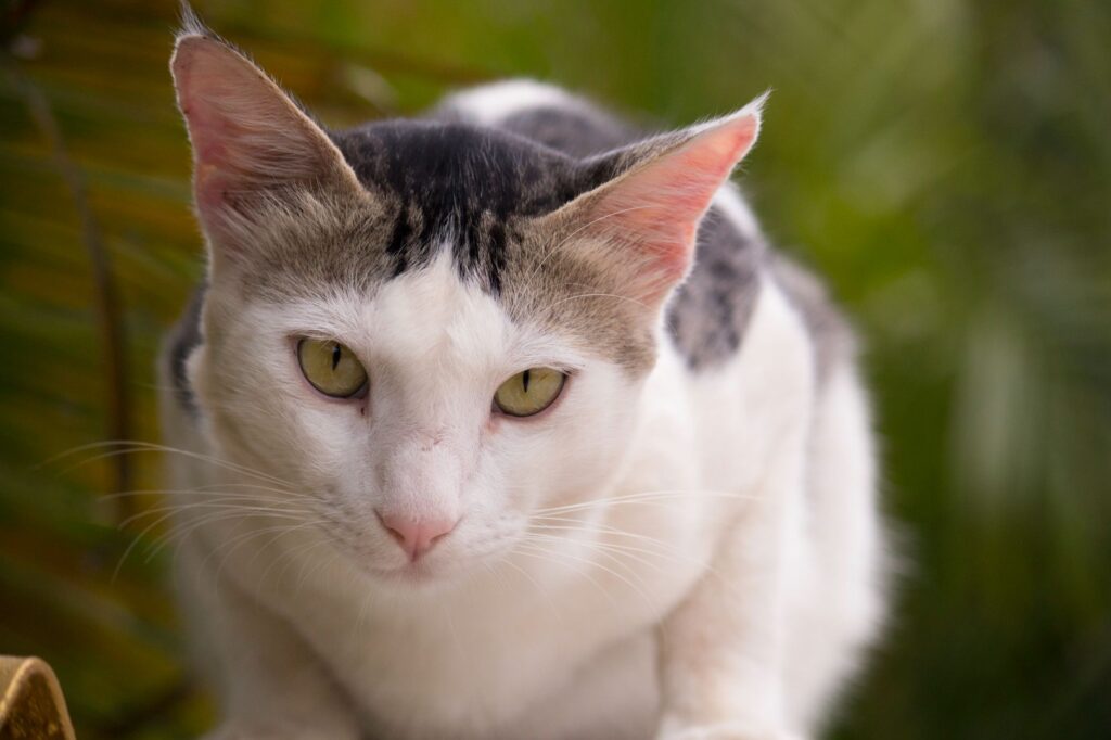 cat veterinary