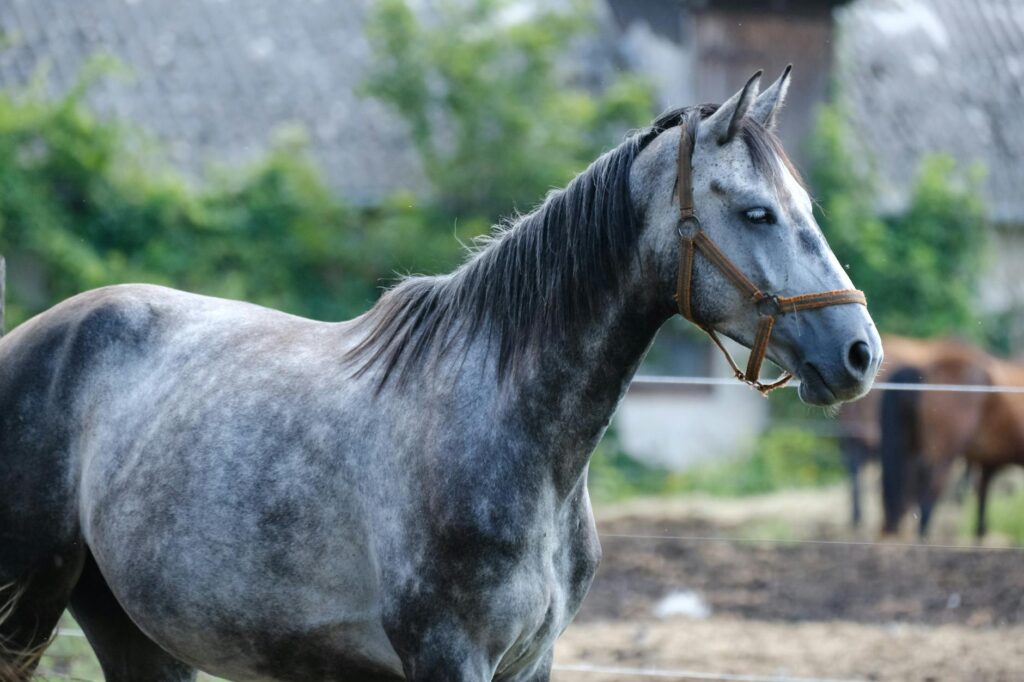 horse veterinary