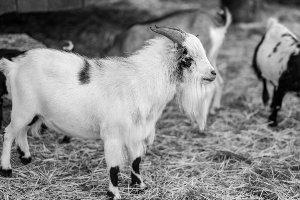 goat veterinary