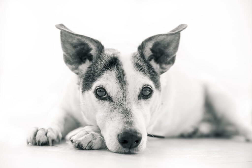 dog veterinary
