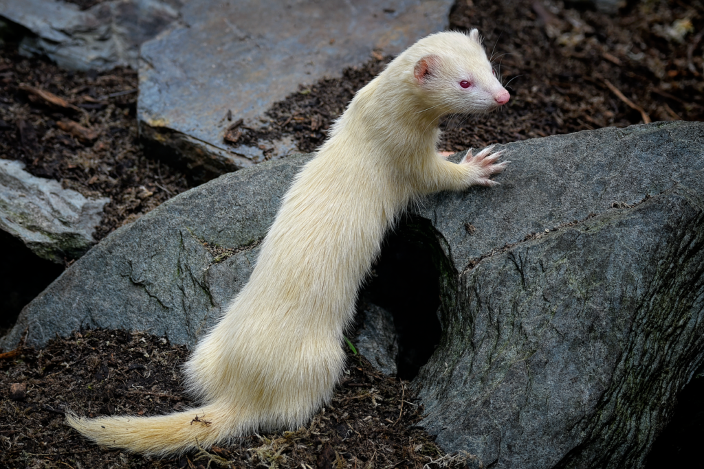 ferret veterinary
