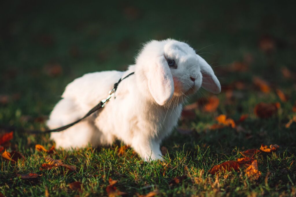 rabbit veterinary