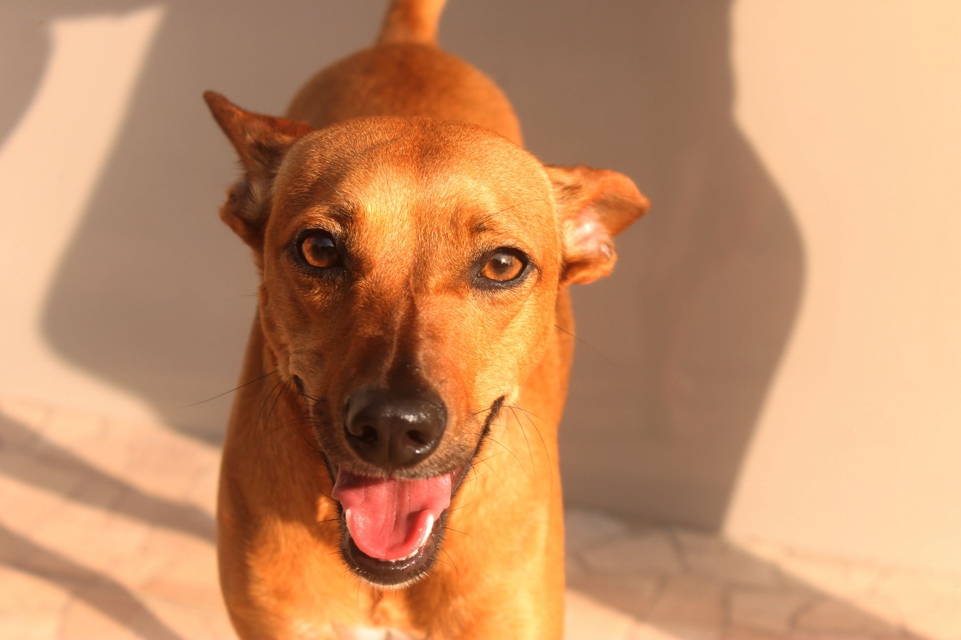 Veterinary care for a dog