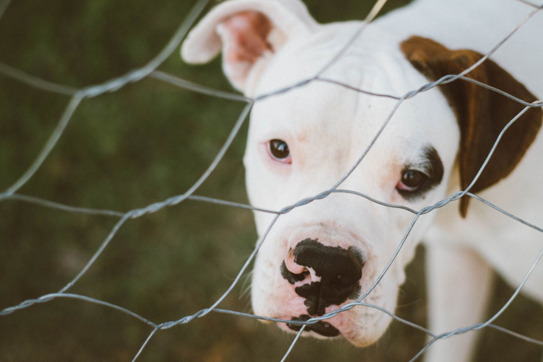 Portrait of a dog at a veterinary clinic