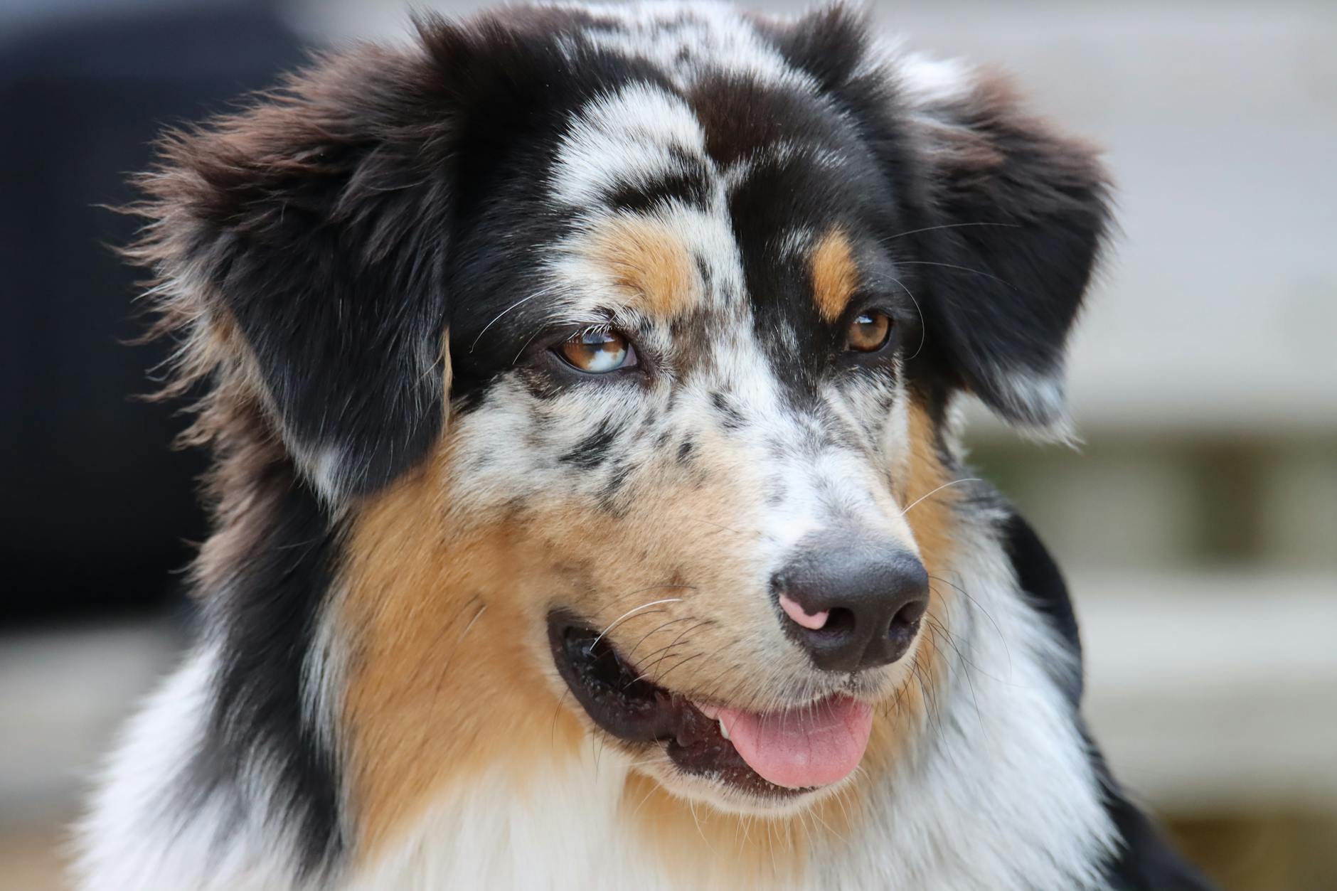 Healthcare and wellness consultation for a dog