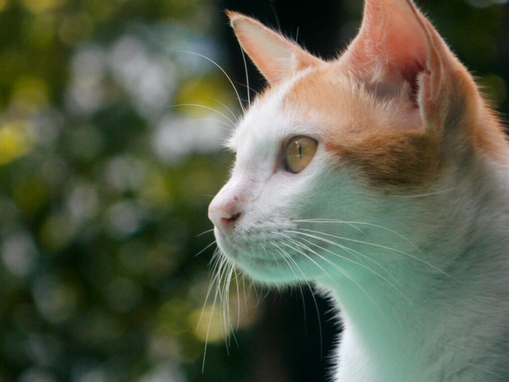 cat veterinary