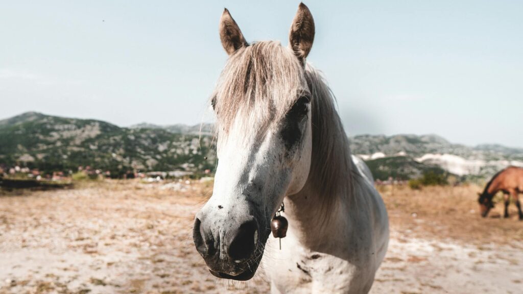 horse veterinary