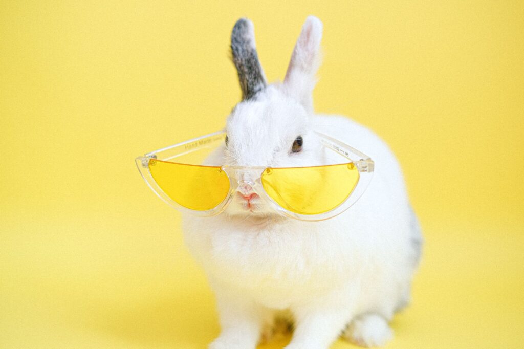 rabbit veterinary