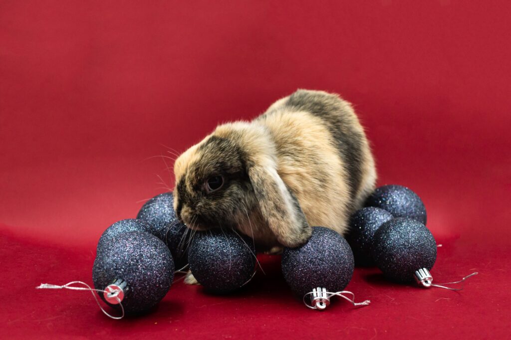 rabbit veterinary
