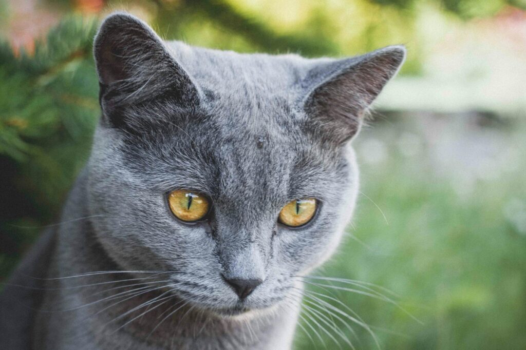 cat veterinary