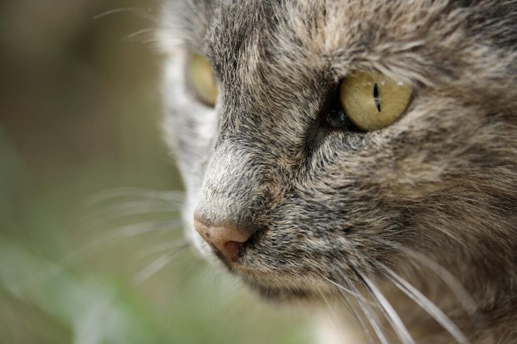 cat veterinary