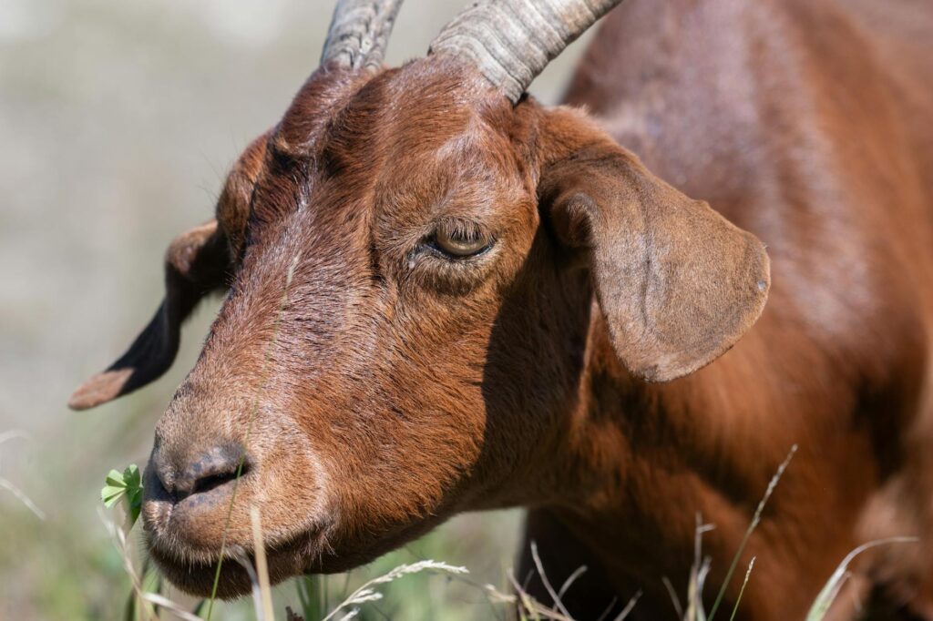goat veterinary