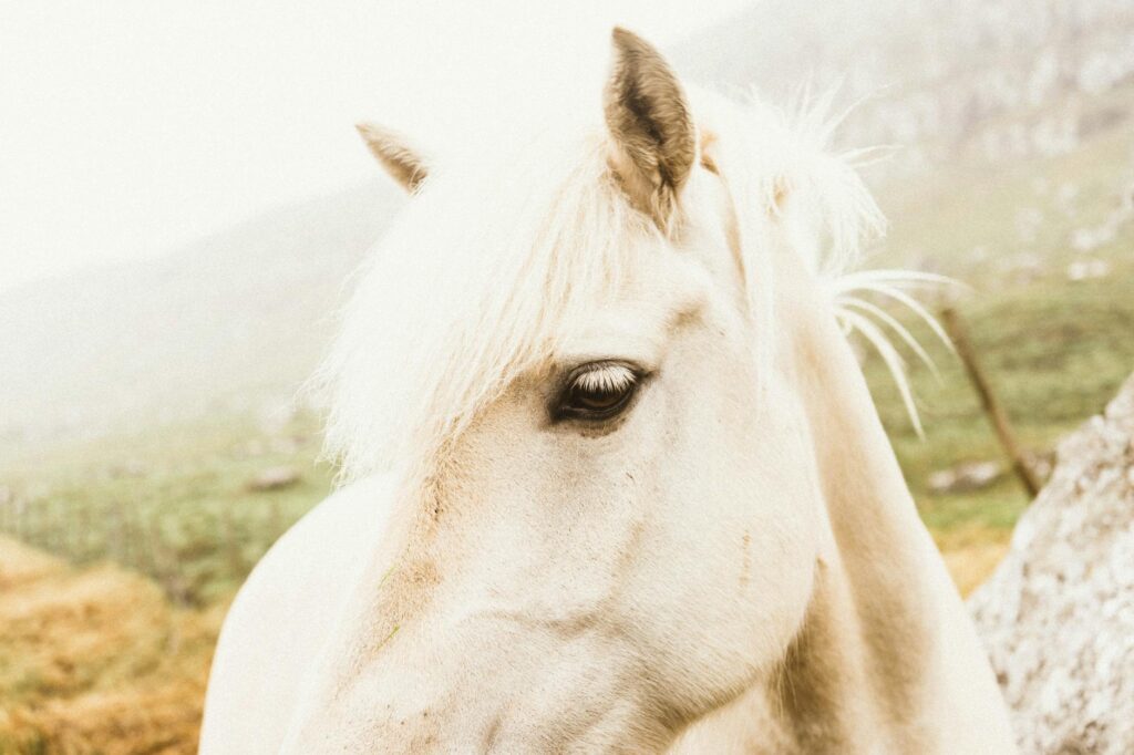 horse veterinary