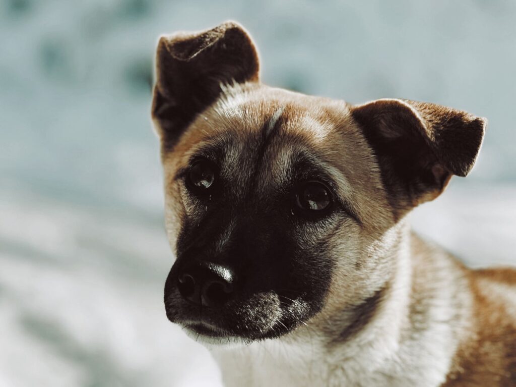 dog veterinary