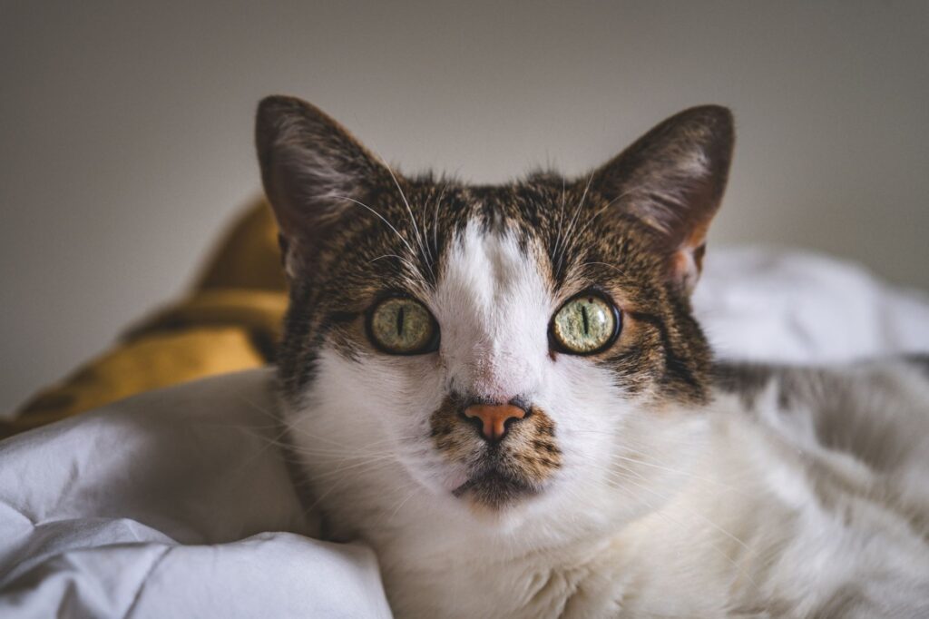 cat veterinary