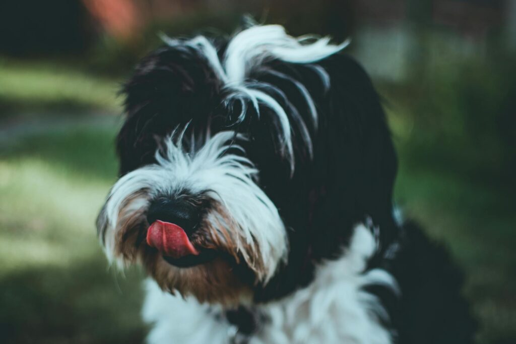 dog veterinary