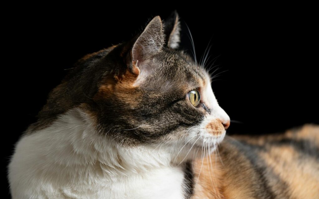 cat veterinary