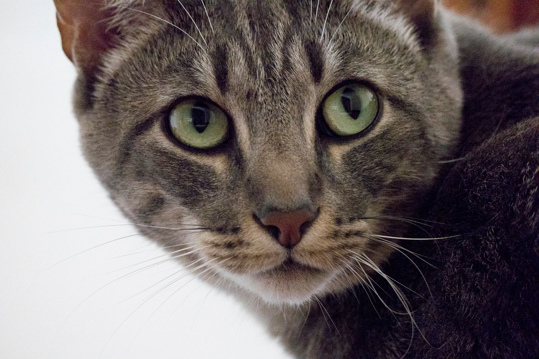 Veterinary care for a cat